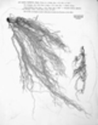 Usnea barbata image
